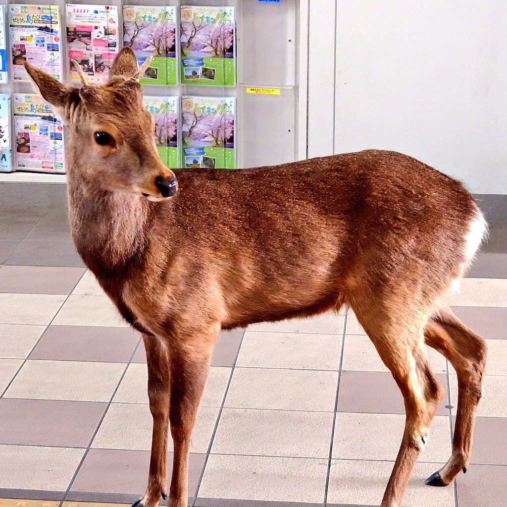 大阪地区首度有来自奈良的野生鹿群出没。X@Teruki_Nosaki