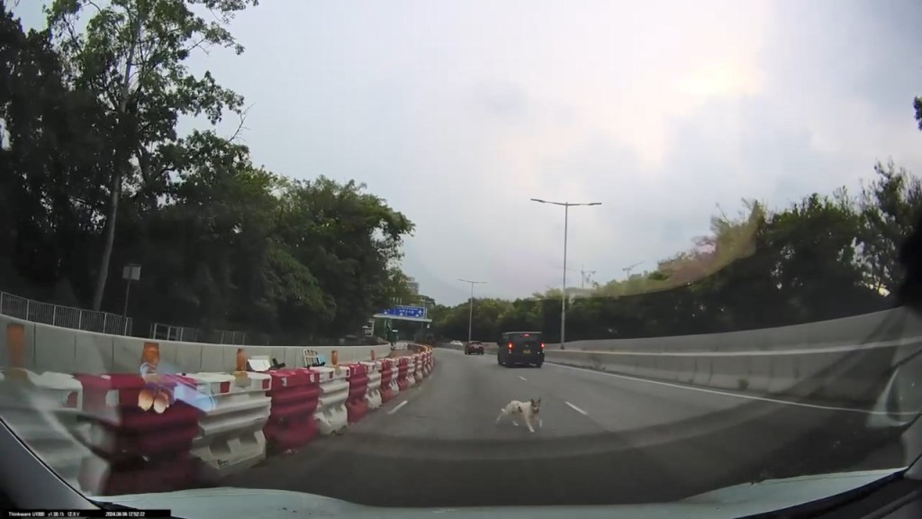 一隻白色狗在馬路上奔跑。網上片段截圖