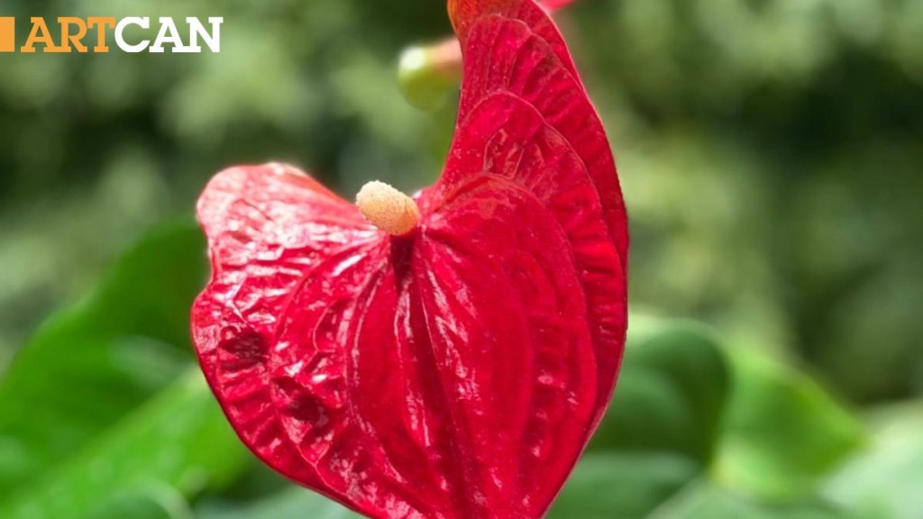 赤紅如火、光澤如漆，靜謐中展現熱愛生命的力量。