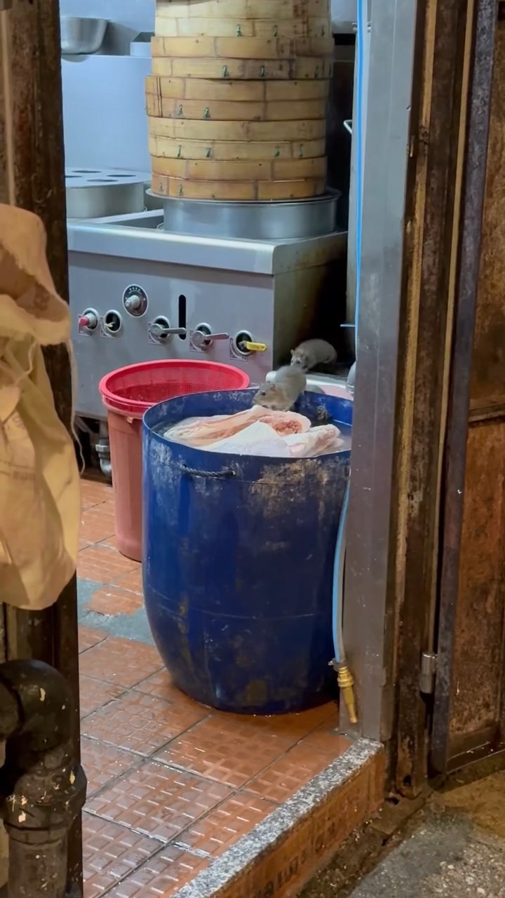 有網民上載一條影片，片中見到6隻老鼠進食桶內食材，大快朵頤。網上片段截圖