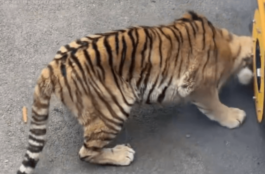 網傳動物園觀光車壓碎老虎下巴。