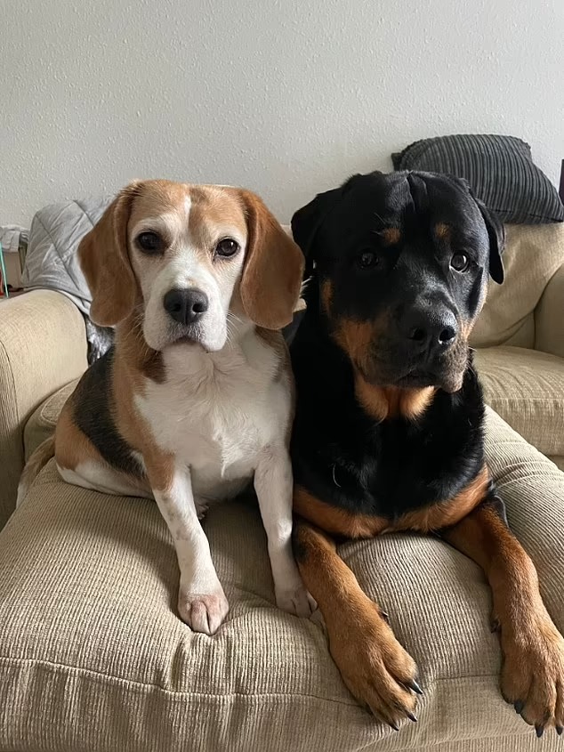 帕森斯家中兩隻愛犬。網上圖片