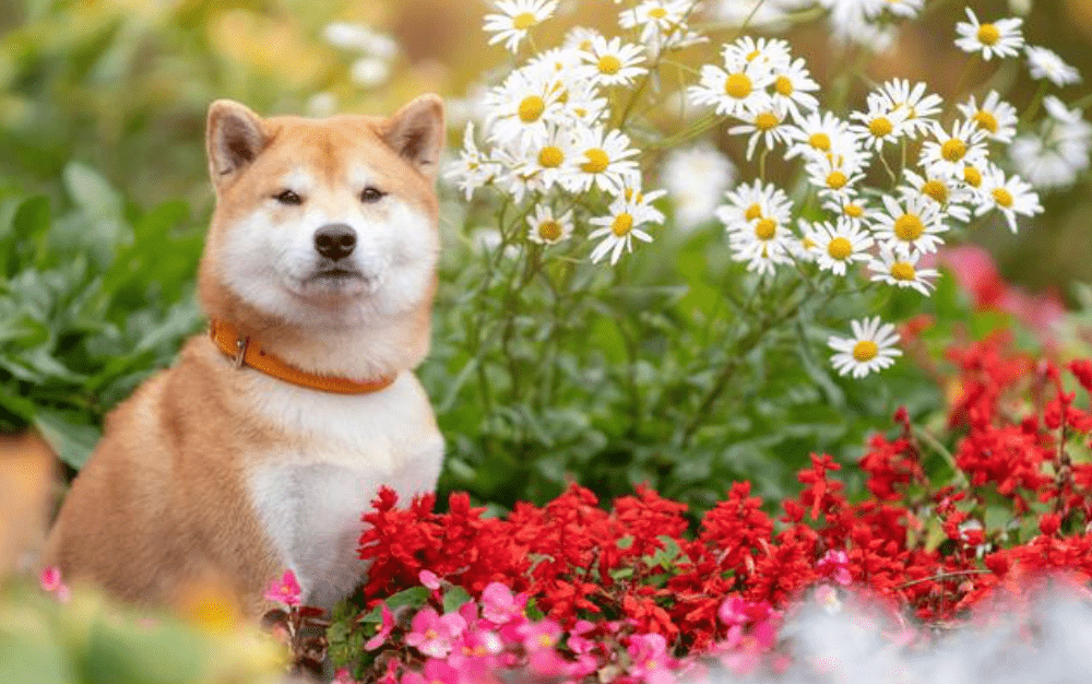 秋田縣大館市一名60歲男子在家中院子內,發現飼養了17年的柴犬「阿大」(ダイくん)倒臥農地,身軀凹陷,內臟被吞食殆盡,屍身面目全非。Alamy示意圖/非新聞圖片 秋田縣大館市一名60歲男子在家中院子內,發現飼養了17年的柴犬「阿大」(ダイくん)倒臥農地,身軀凹陷,內臟被吞食殆盡,屍身面目全非。Alamy示意圖/非新聞圖片