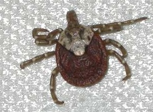龟形花蜱。 Wiki