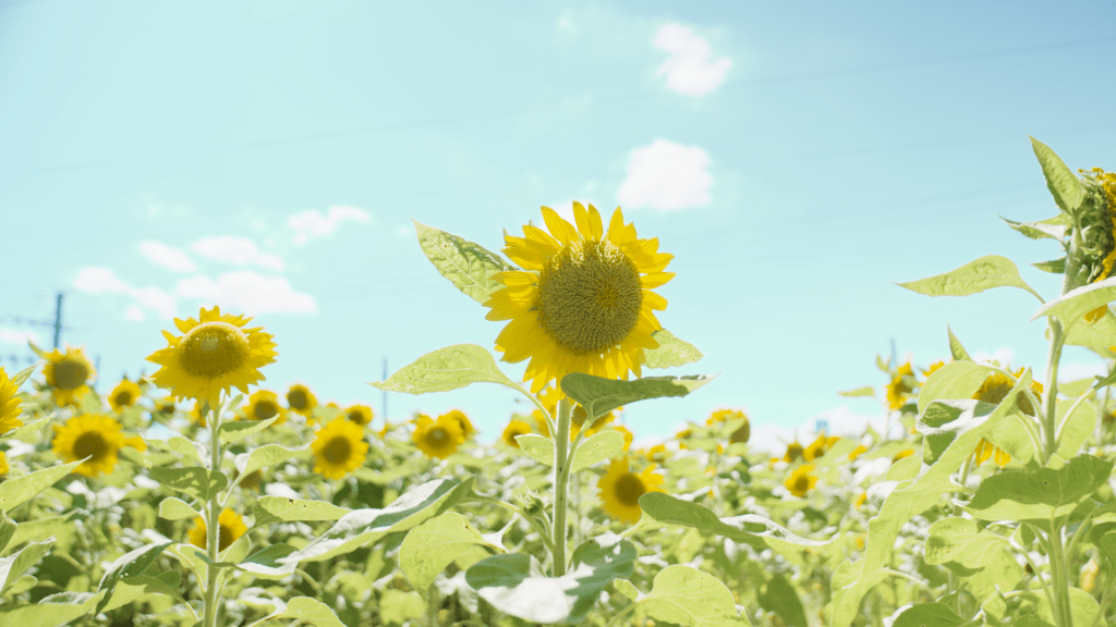 逾3萬呎花田開滿太陽花！