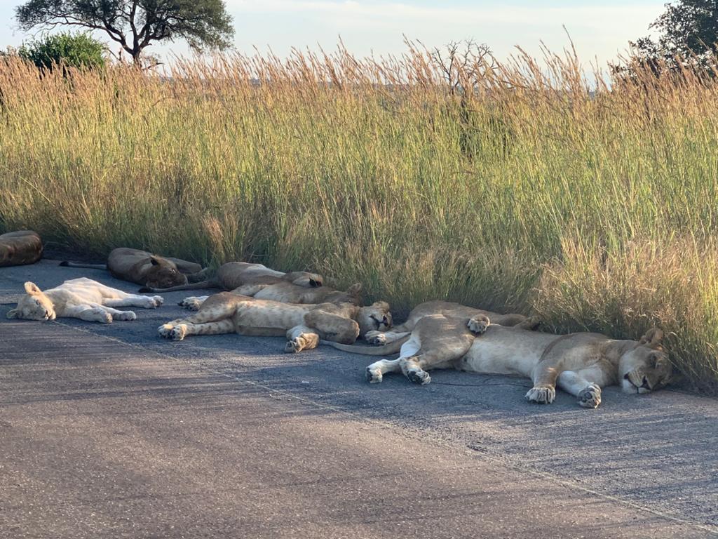 正在路邊睡覺的獅群。（X@SANParksKNP）