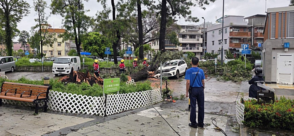 上水東慶路塌樹壓毀車輛。fb:上水人大聯盟 上水東慶路塌樹壓毀車輛。fb:上水人大聯盟