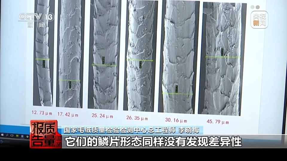 在顯微鏡下,山羊絨與綿羊毛的微觀結構截然不同。山羊絨表面鱗片緊貼且光滑,觸感細膩;而綿羊毛鱗片厚密且張角較大,表面粗糙。央視 在顯微鏡下,山羊絨與綿羊毛的微觀結構截然不同。山羊絨表面鱗片緊貼且光滑,觸感細膩;而綿羊毛鱗片厚密且張角較大,表面粗糙。央視