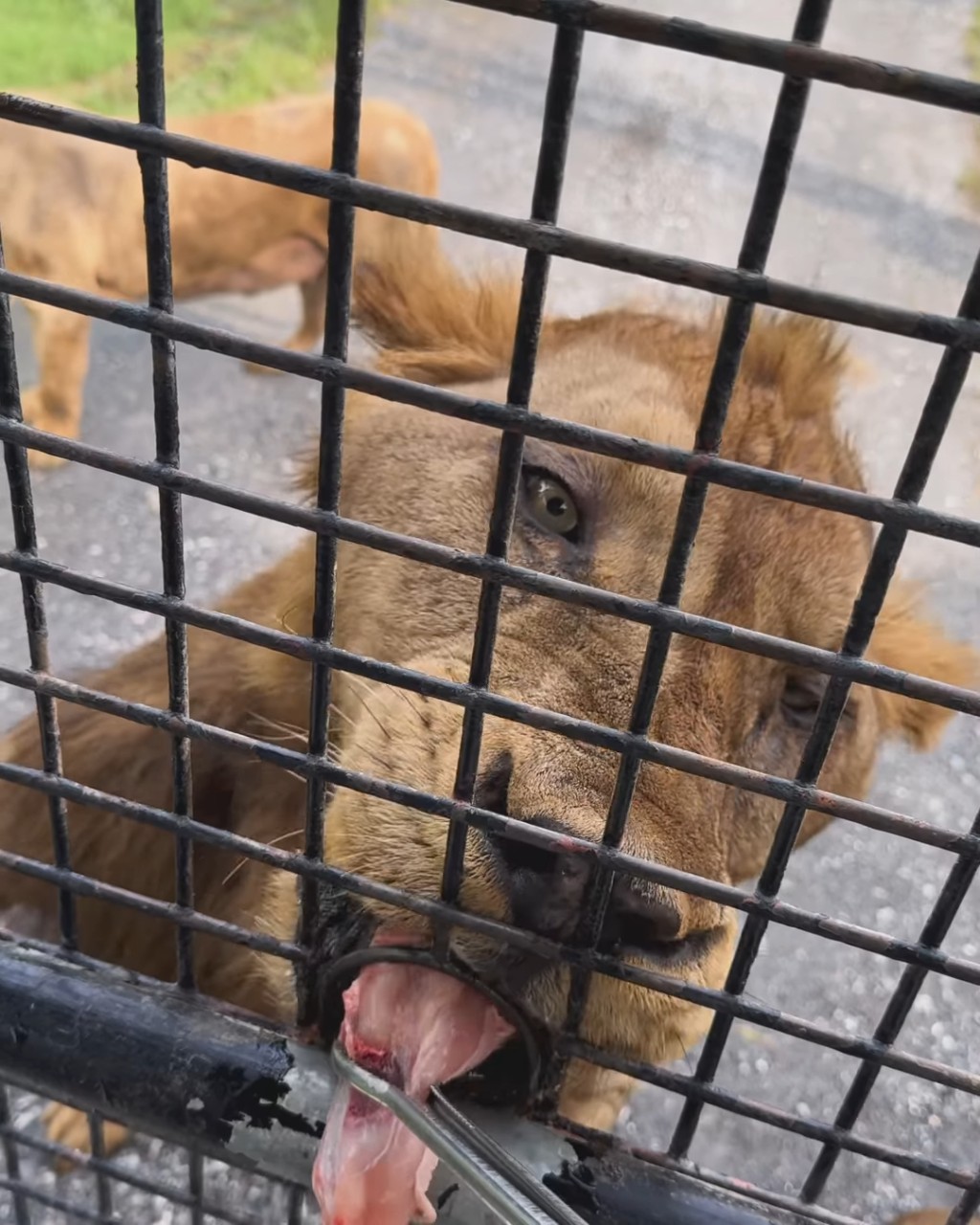 梁諾妍表示：「Sirface除咗餵獅子其他動物都唔驚都算叻叻！」