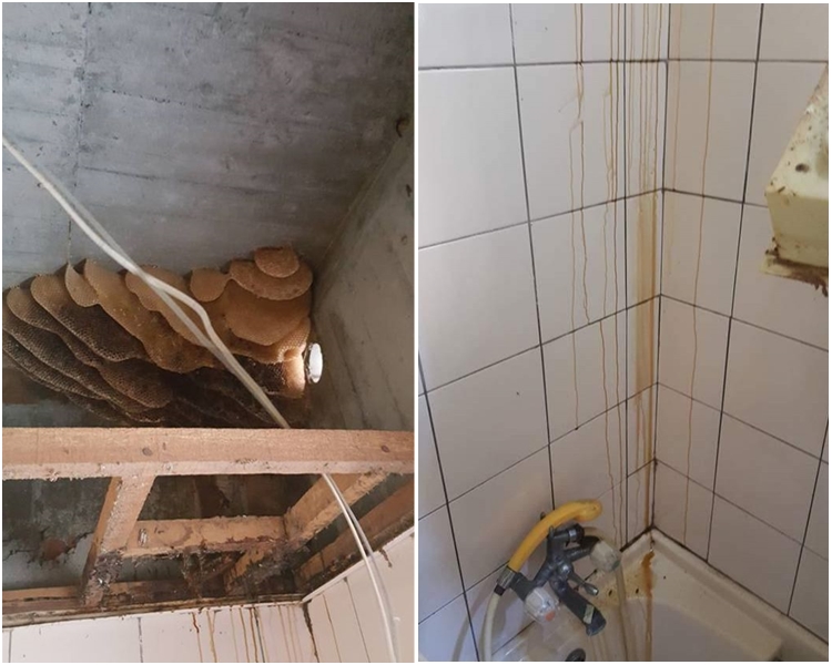 台灣一名網民近日在廁所的假天花中發現大堆蜂巢,蜂蜜沿著牆壁流下。網圖