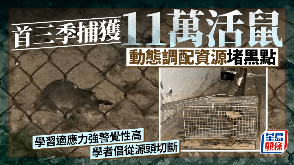 每日杂志｜首三季捕获11万活鼠  动态调配资源堵黑点  学习适应力强警觉性高  学者倡从源头切断