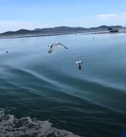 船尾一直有海鸥追随。