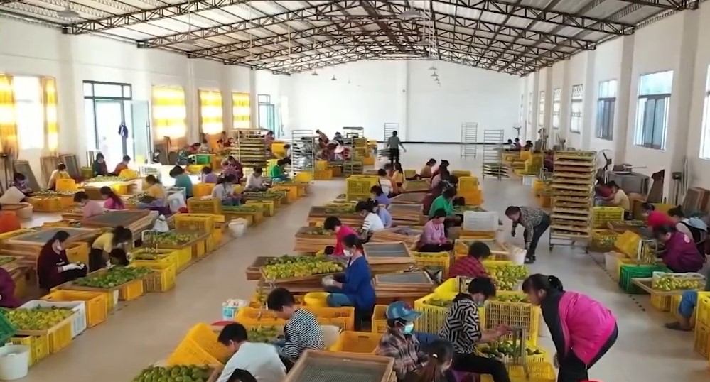 報道指,8成所謂廣東新會陳皮實為「廣西陳皮」。央視截圖 報道指,8成所謂廣東新會陳皮實為「廣西陳皮」。央視截圖