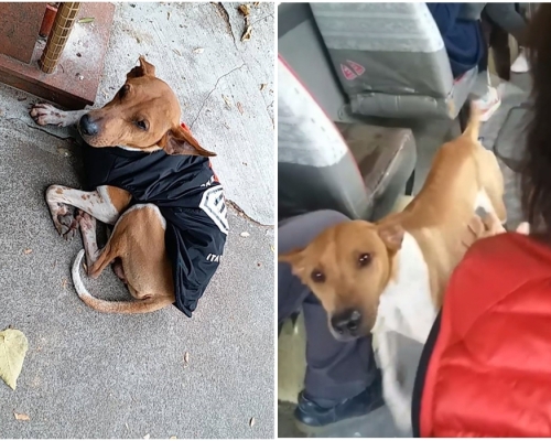 「香港動物報」圖片(左)。