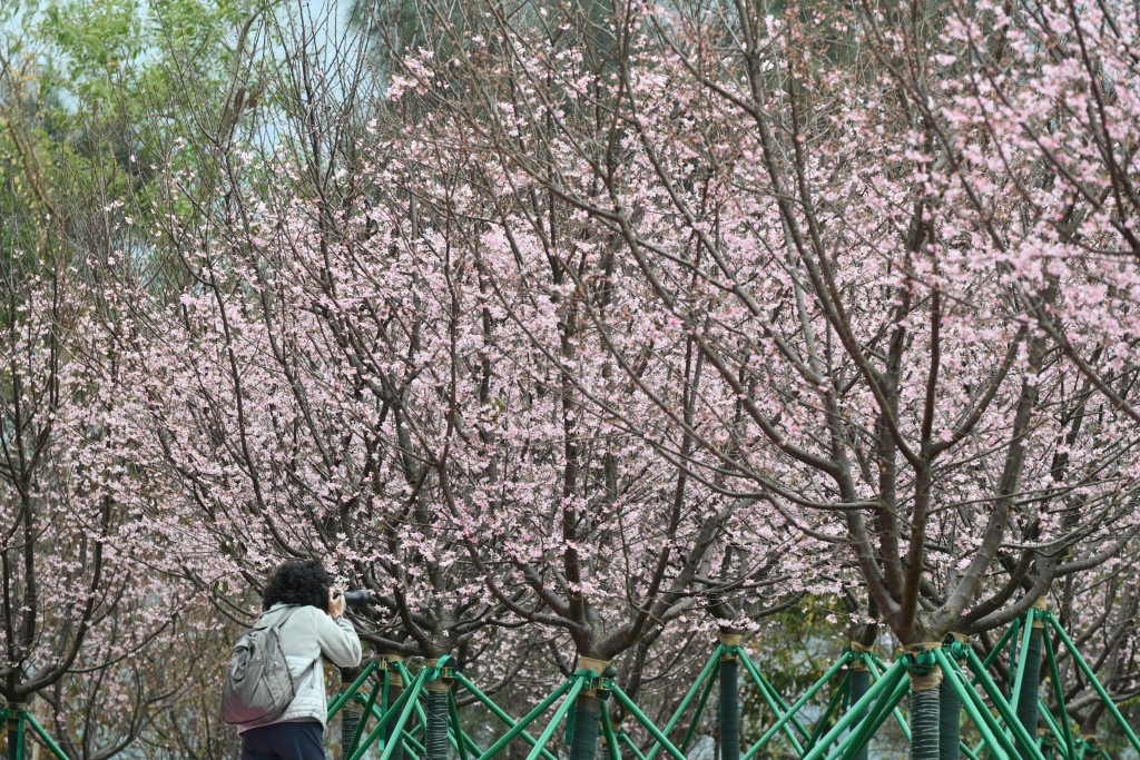 樱花正开。卢江球摄
