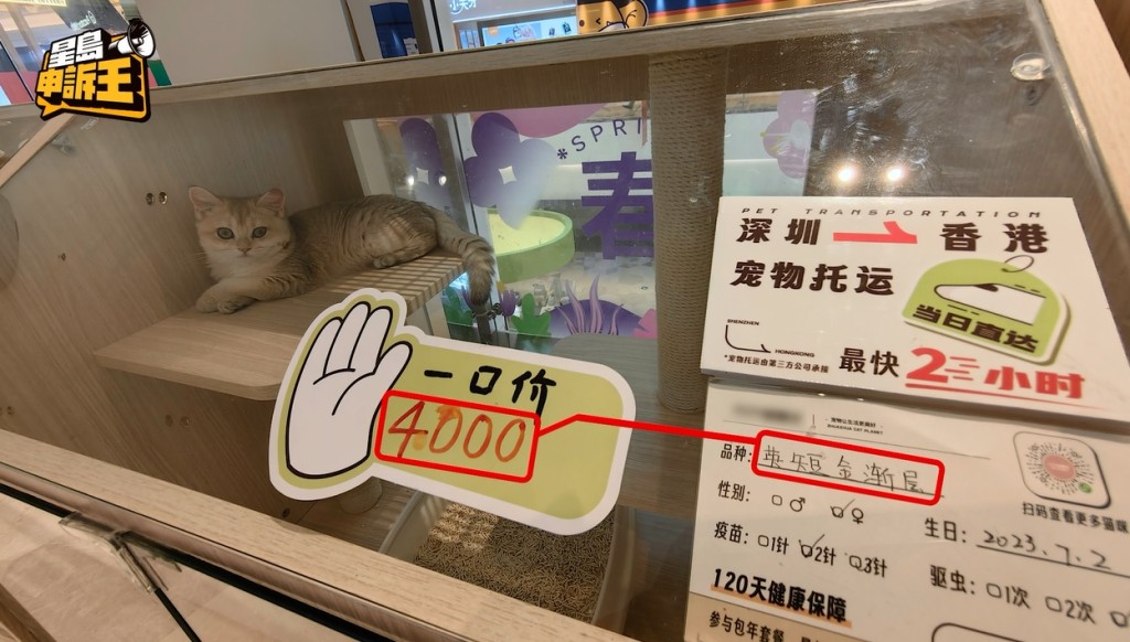 以英短貓為例，賣4千元人民幣(折合港幣4295元)，但在香港隨時索價逾萬元。