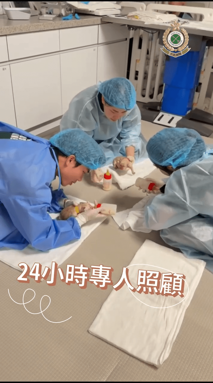 關員生產期間及之後，人員更全天候24小時悉心照顧媽媽與幼犬。