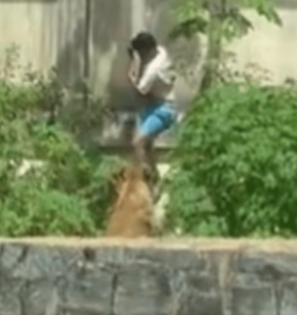 馬查多翻越6米高牆後，沿展區內一棵大樹爬下，落地瞬間即被展區內的母獅撲倒撕咬。X@telefenoticias