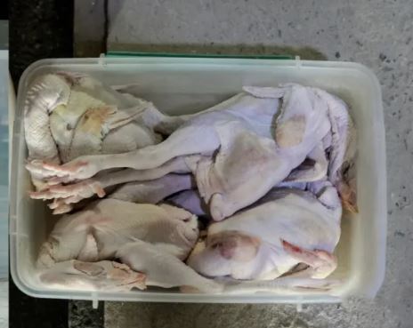 園區展示投餵老虎食物。光合谷旅遊度假區