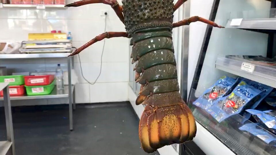解禁后首批4吨澳洲活龙虾已在凌晨运抵上海。路透社 解禁后首批4吨澳洲活龙虾已在凌晨运抵上海。路透社