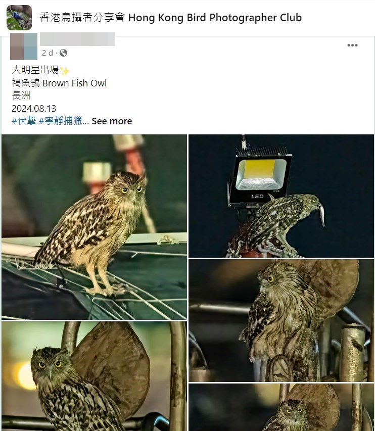 大明星出場。fb「香港鳥攝者分享會」截圖