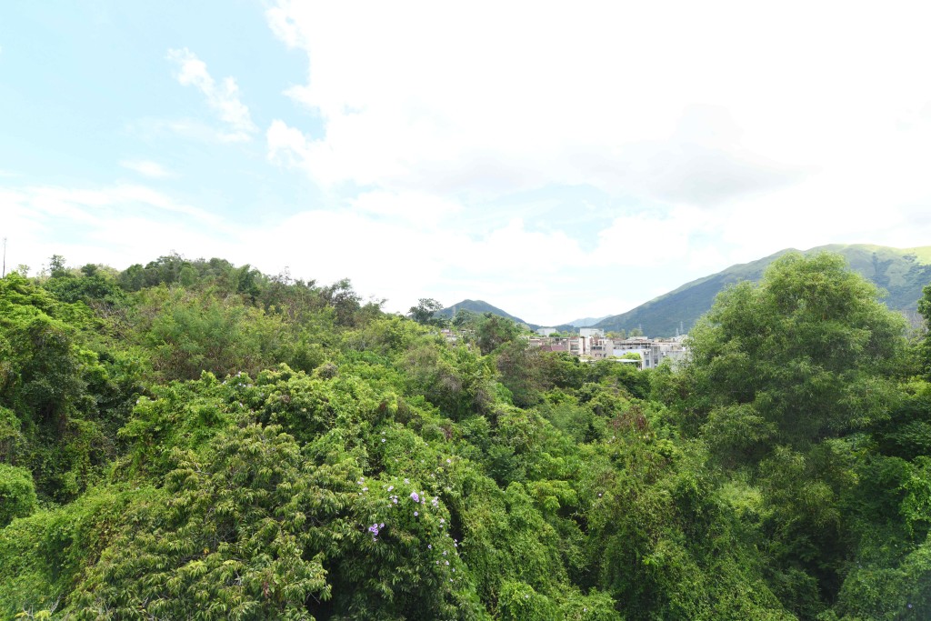 從洋房外望林村郊野公園一帶山景,放眼盡是翠綠山巒。