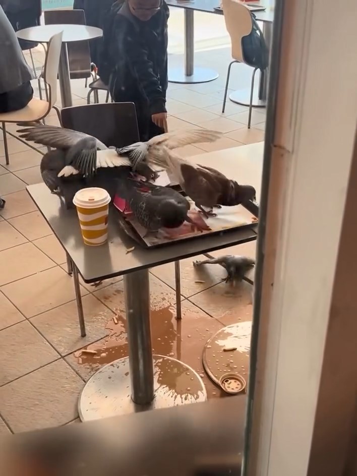 十多隻野鴿在九龍公園附近快餐店的戶外區域搶食，甚至推跌飲料。threads@sweethxm0428影片截圖