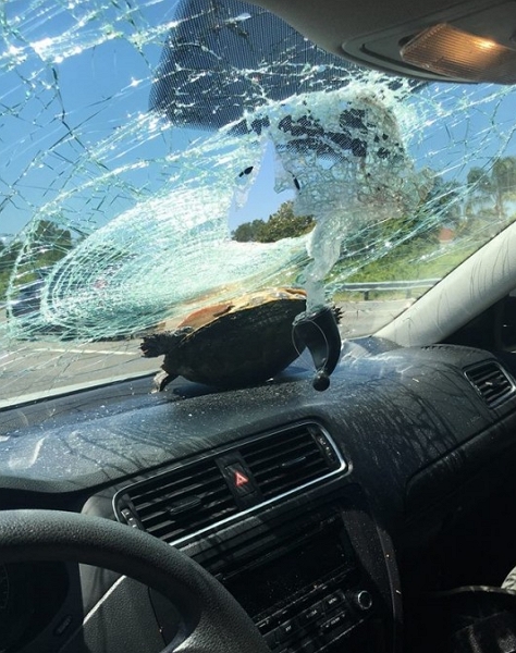 美国一名女子前年5月在乔治亚州高速公路行驶期间遇上「飞龟」事件，结果撞爆挡风玻璃。(网图)
