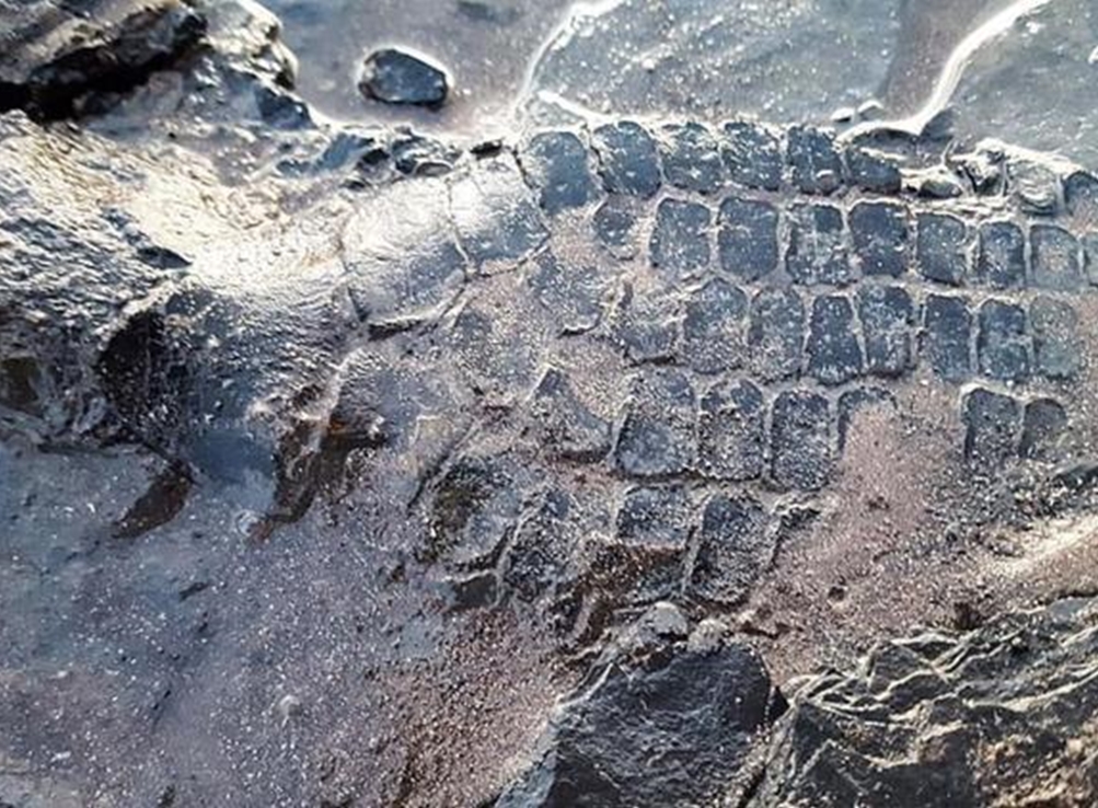 英國男子海邊遛狗，發現約6500萬年魚龍骨。網上圖片