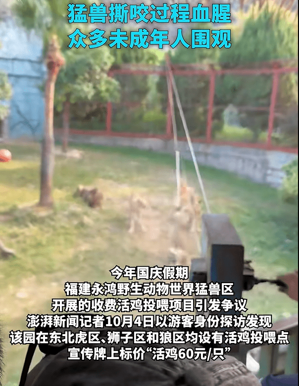 福建动物园活鸡喂猛兽被指血腥，网民斥如同“娱乐玩具”。《澎湃新闻》