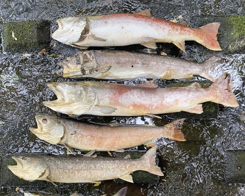 當地有大量魚類死亡，造成嚴重經濟損失。互聯網