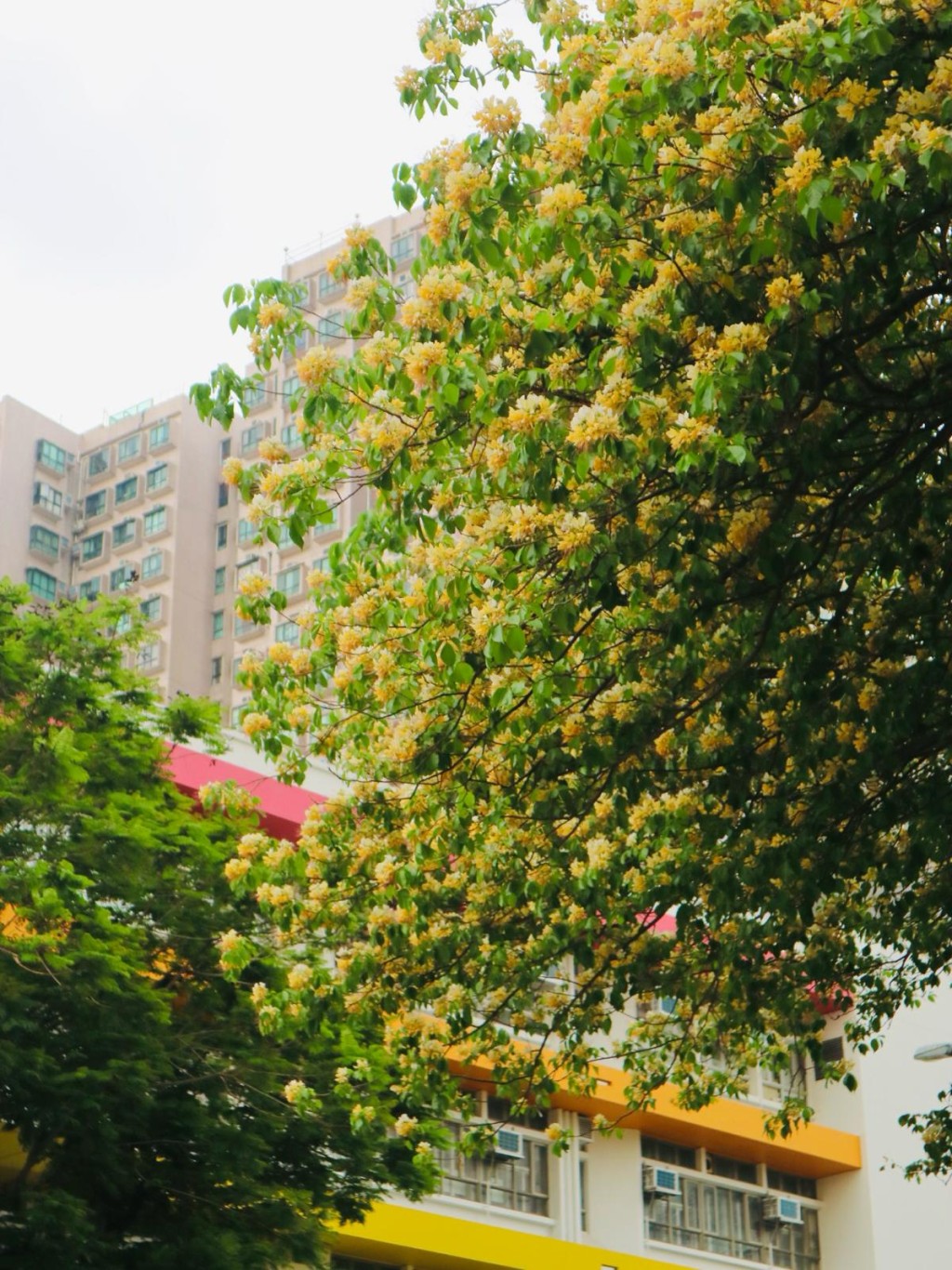 被兩旁的魚木花圍繞。