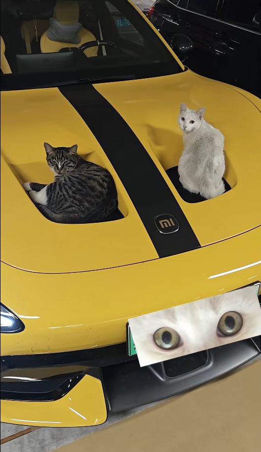 小米SU7 Ultra車頭冚的雙凹位變完美貓窩。小紅書