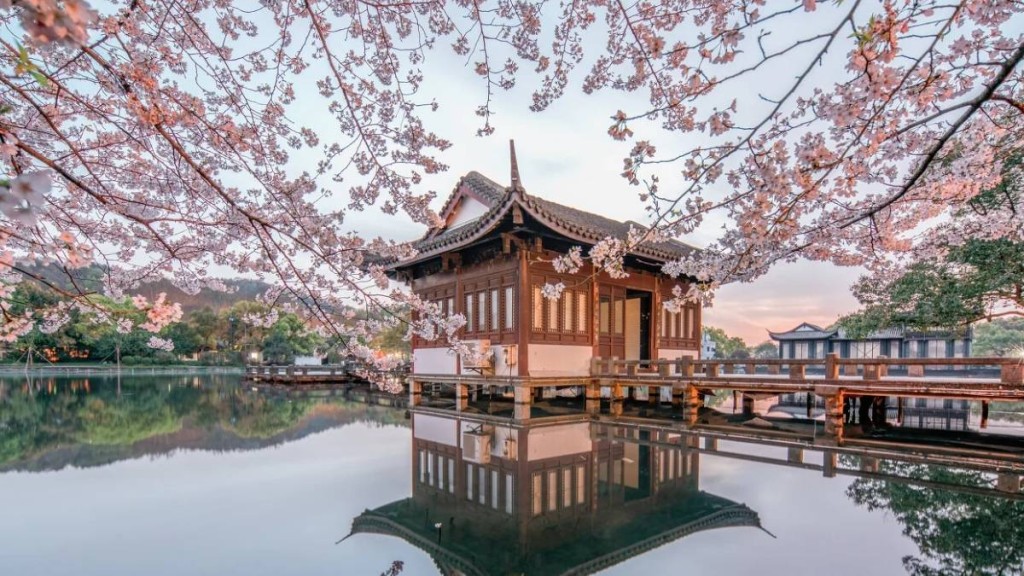 杭州未來10天，櫻花開花率將提升至60%以上。小紅書@古龍化石