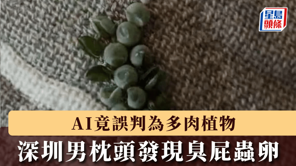 深圳男枕頭發現臭屁蟲卵，AI竟誤判為多肉植物。