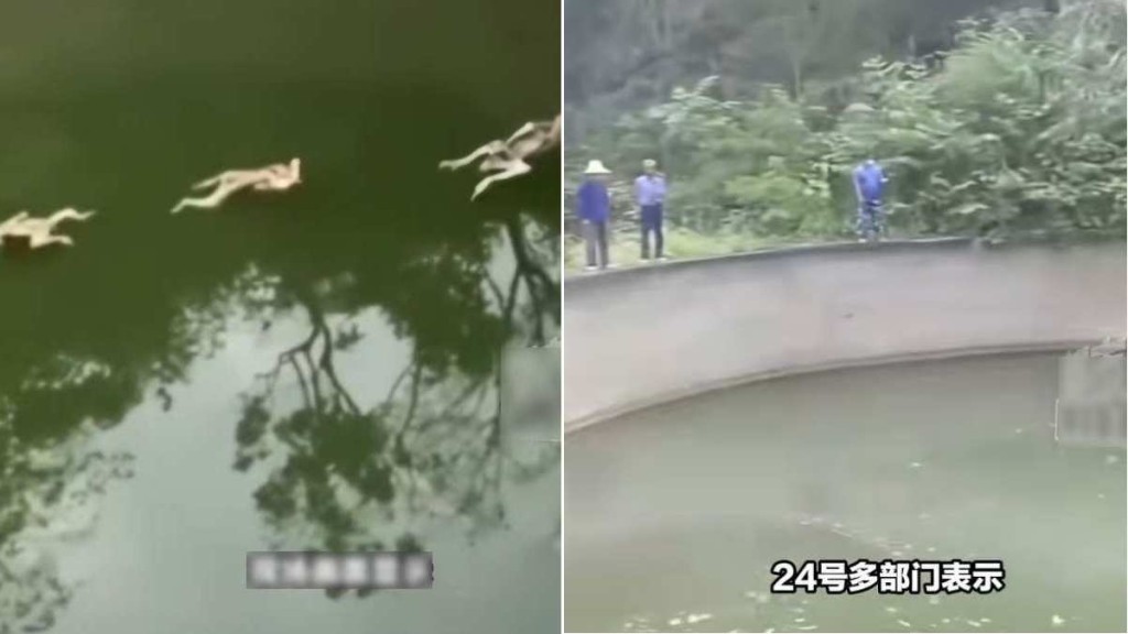 廣西馬山有蓄水池發生猴群集體溺亡事件。