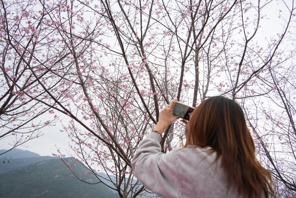 櫻花園可滿足港人打卡拍照願望。