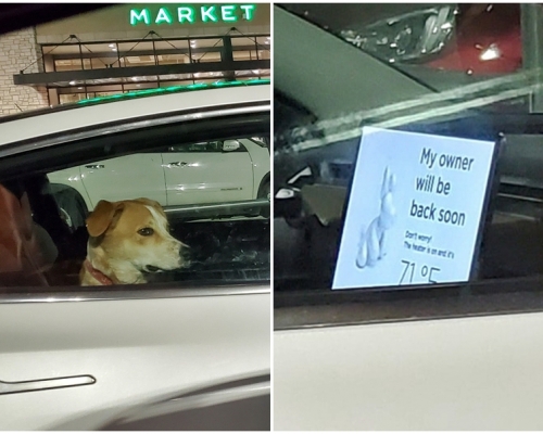 狗狗正在享受皇帝级的待遇，眼神特别「嚣张」。网图