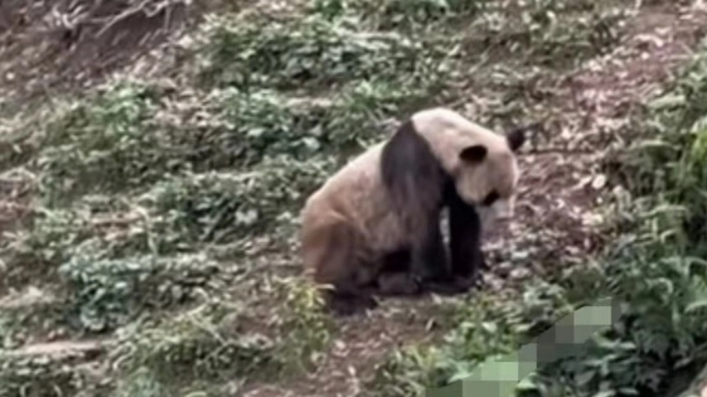 網傳雅安熊貓基地裏一隻大熊貓瘦得皮包骨。