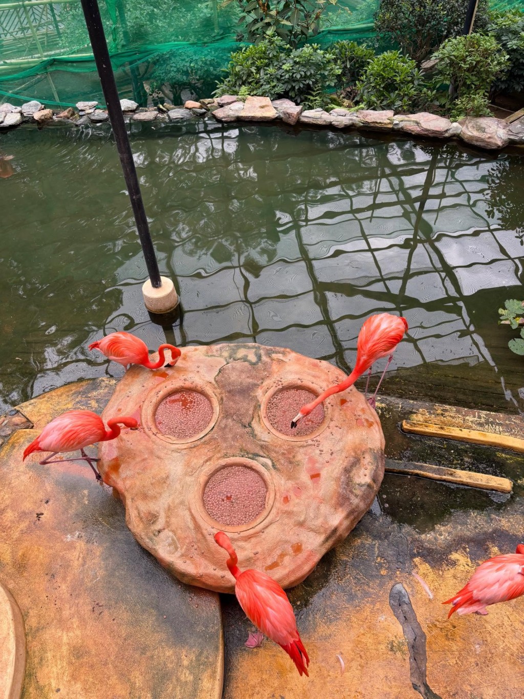 樓主把場內的美洲紅鸛拍攝得勁靚,向網民推介這個免費入場的好地方。Threads截圖 樓主把場內的美洲紅鸛拍攝得勁靚,向網民推介這個免費入場的好地方。Threads截圖