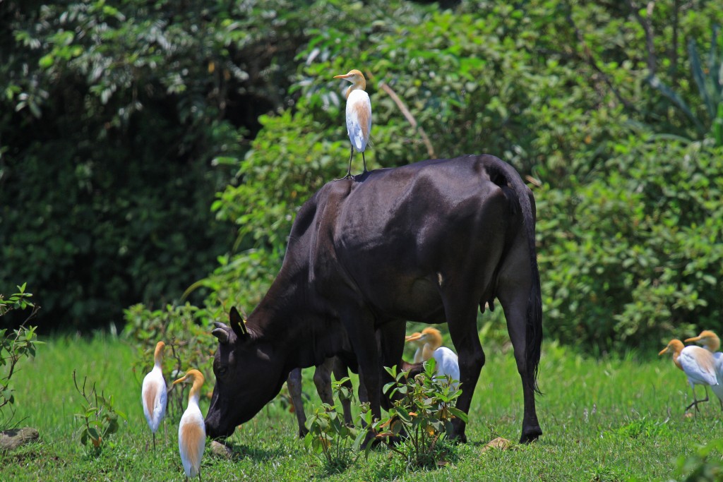 水牛的好朋友 — 牛背鷺，當水牛活動時會擾動泥土中的昆蟲，緊隨其後的牛背鷺便可輕易取食。（圖片來源：香港觀鳥會）
