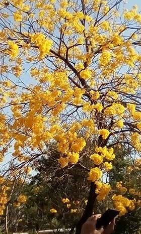 南昌公園黃花風鈴木已經盛放。讀者Kwok Shun Nok Harry提供