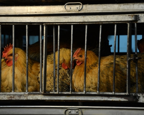 廣東省兩H7N9個案病毒基因突變。資料圖片