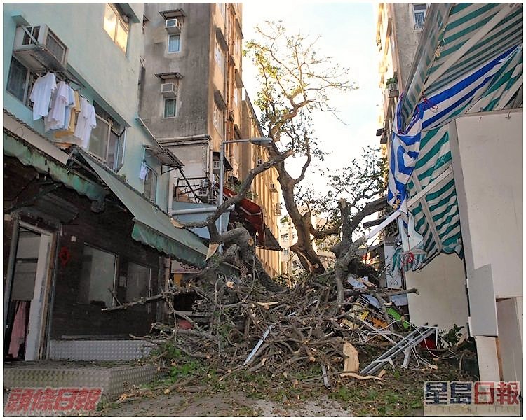 政府吸取血的教訓，在2010年成立樹木管理辦事處。資料圖片