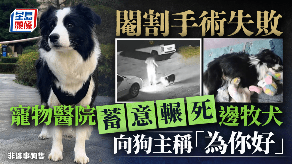 內蒙古寵物醫院閹狗失敗 蓄意輾死 稱方便向保險索償「為你好」