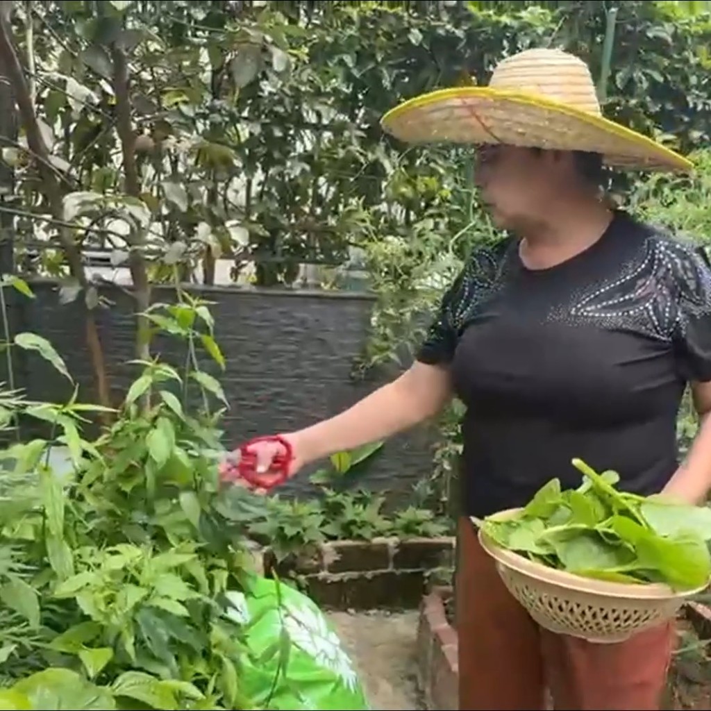 肥媽親自落場收割,自給自足。 肥媽親自落場收割,自給自足。