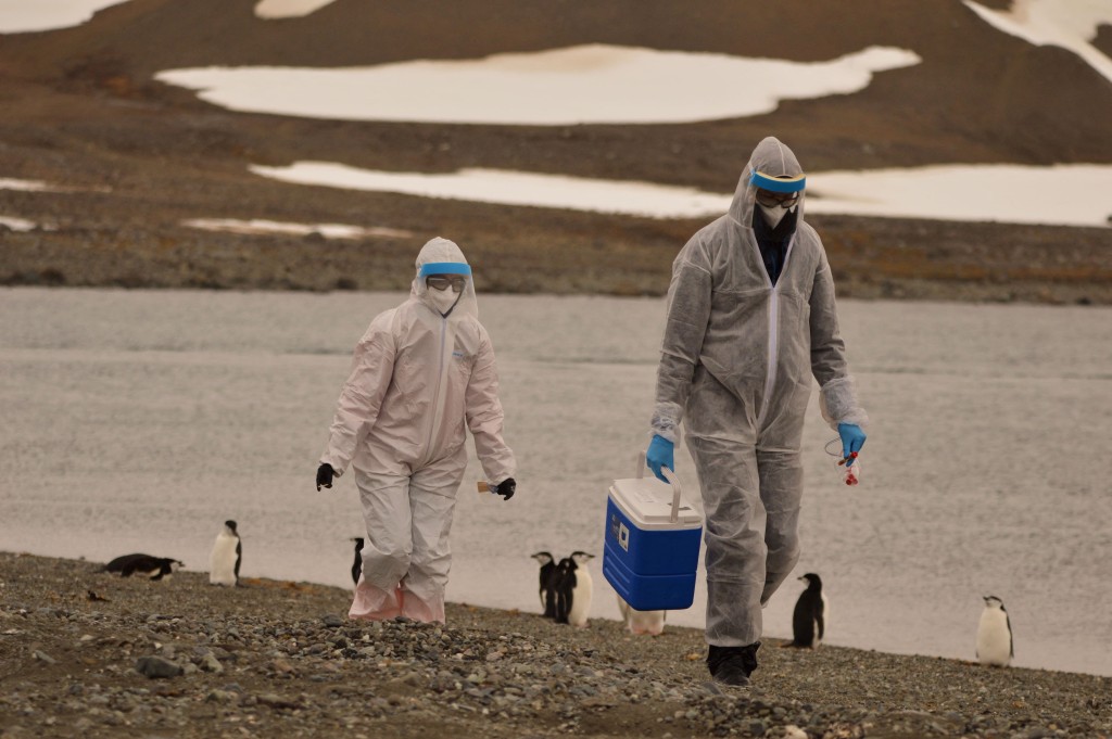 智利研究人员在出现禽流感病毒的南极地区搜集野生动物样本。路透社