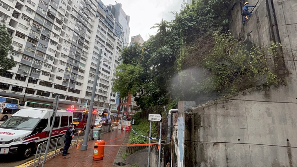 福康臺山坡上一棵約四米高大樹突然倒塌。楊偉亨攝