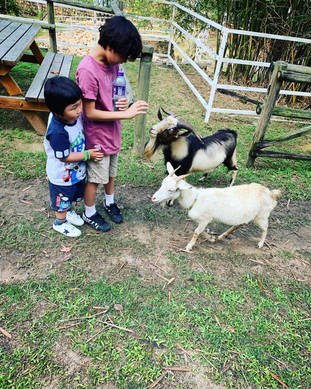 AJ仲匿喺哥哥身後偷望羊咩。