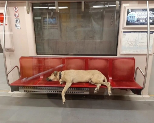 Boji睡在地鐵車廂。互聯網圖片